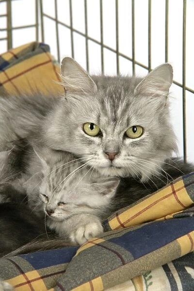 Cat. Tiffanie cat. Mother laying in cage with kitten (6 weeks old)