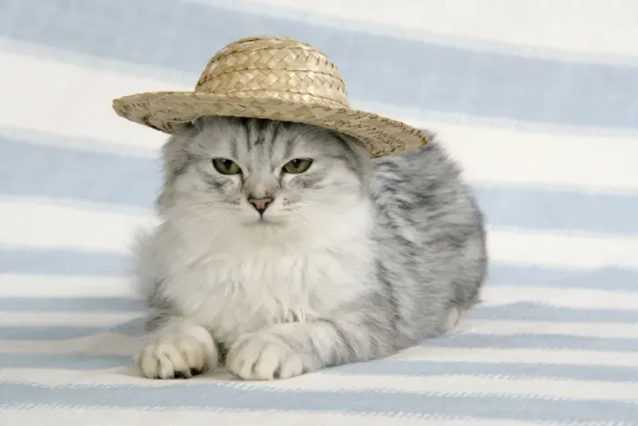 Framed Print : CAT. Tiffanie wearing a straw hat Framed Print : CAT. Tiffanie wearing a straw hat