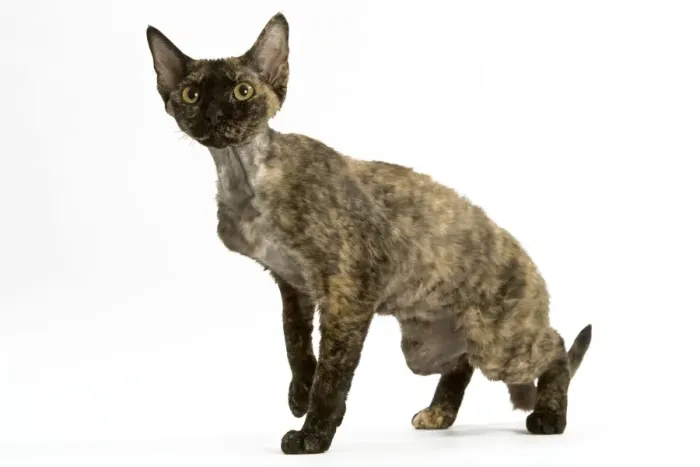 Framed Print : Cat - tortie Devon Rex in studio Framed Print : Cat - tortie Devon Rex in studio