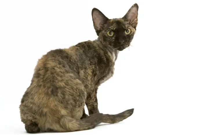 Framed Print : Cat - tortie Devon Rex in studio Framed Print : Cat - tortie Devon Rex in studio