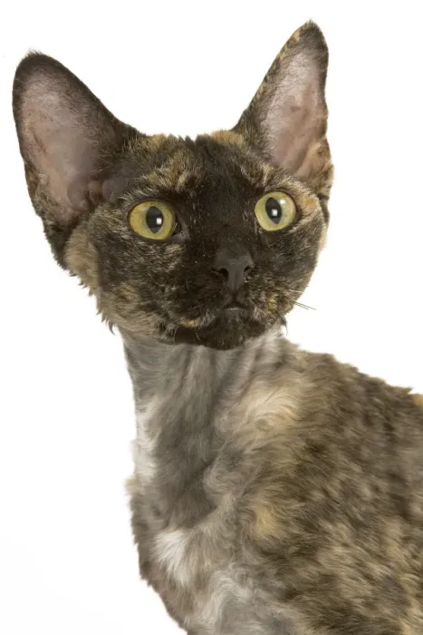 Framed Print : Cat - tortie Devon Rex in studio Framed Print : Cat - tortie Devon Rex in studio