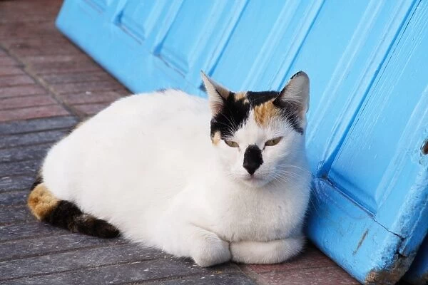 Cat - tortoiseshell & white lying by door. Morocco