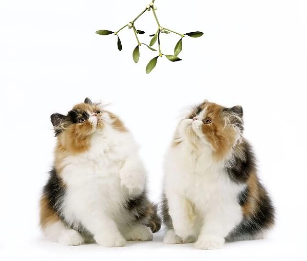 Cat - Tortoiseshell and White Persian kittens under mistletoe