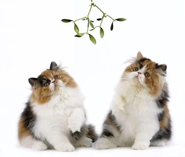 Cat - Tortoiseshell and White Persian kittens under mistletoe
