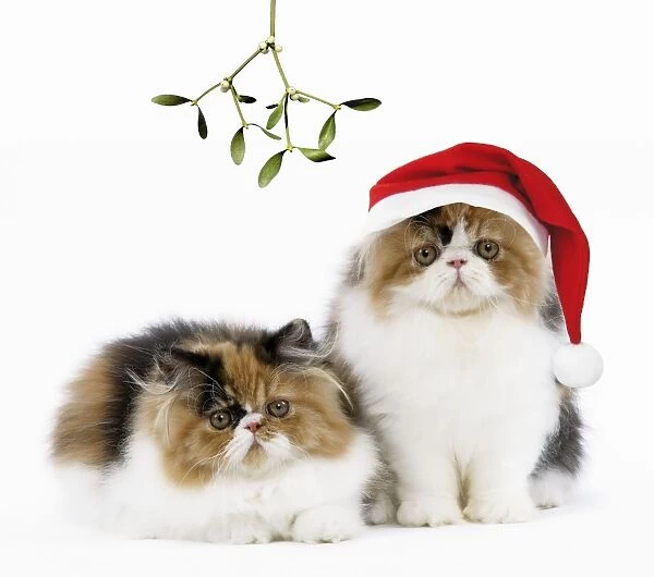 Cat - Tortoiseshell and White Persian kittens under mistletoe, one wearing Christmas hat