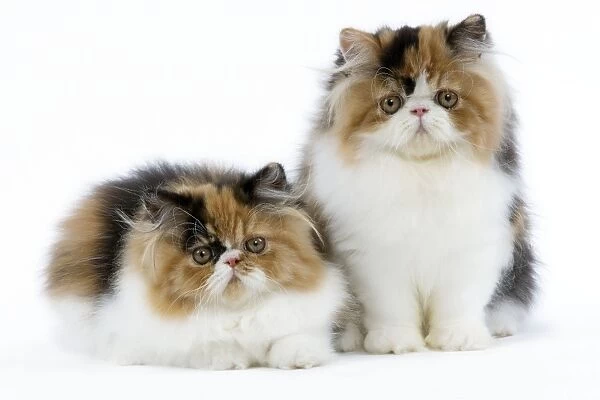 Cat - Tortoiseshell and White Persian kittens