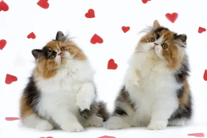 Framed Print : Cat - Tortoiseshell and White Persian kittens with red hearts Framed Print : Cat - Tortoiseshell and White Persian kittens with red hearts