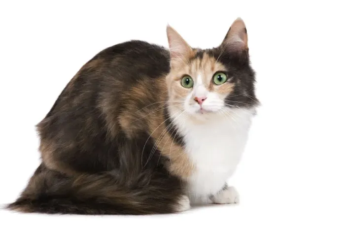 Framed Print : Cat - Turkish Angora - Blue cream & white Framed Print : Cat - Turkish Angora - Blue cream & white