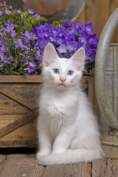 Cat - Turkish Angora kitten