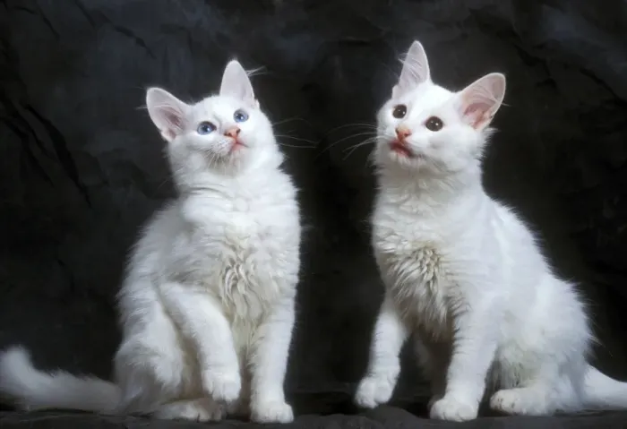 Framed Print : Cat - two Turkish Angora Kittens Framed Print : Cat - two Turkish Angora Kittens