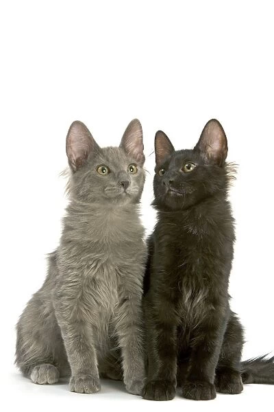 Cat - Turkish Angora Kittens in studio