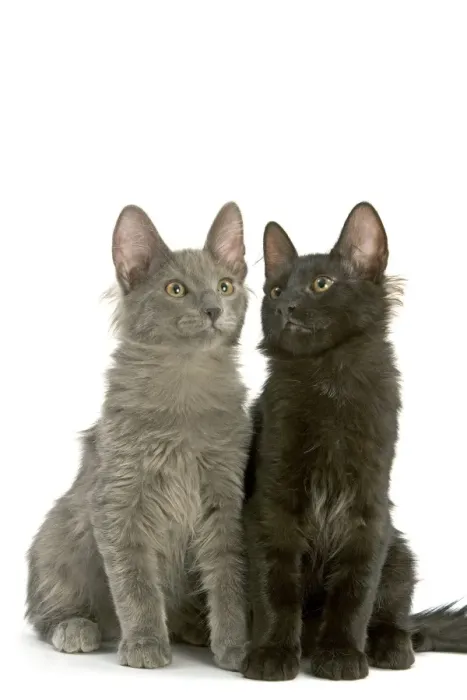 Framed Print : Cat - Turkish Angora Kittens in studio Framed Print : Cat - Turkish Angora Kittens in studio