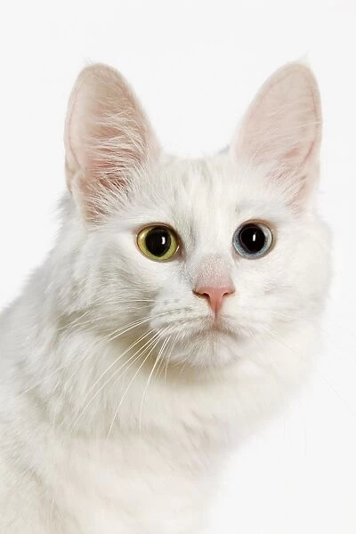 Cat - Turkish Angora with odd eyes in studio