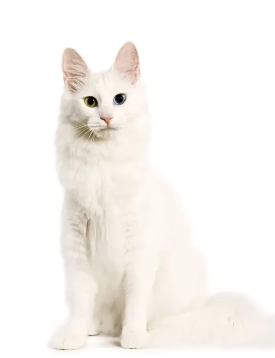 Framed Print : Cat - Turkish Angora with odd eyes in studio Framed Print : Cat - Turkish Angora with odd eyes in studio