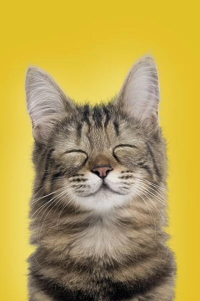 Cat Turkish Angora portrait smiling. Digital Manipulation