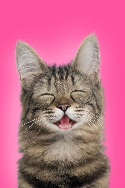 Cat Turkish Angora portrait smiling  /  laughing