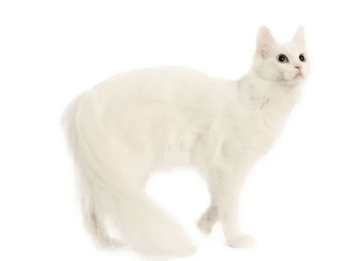 Framed Print : Cat - Turkish Angora in studio Framed Print : Cat - Turkish Angora in studio