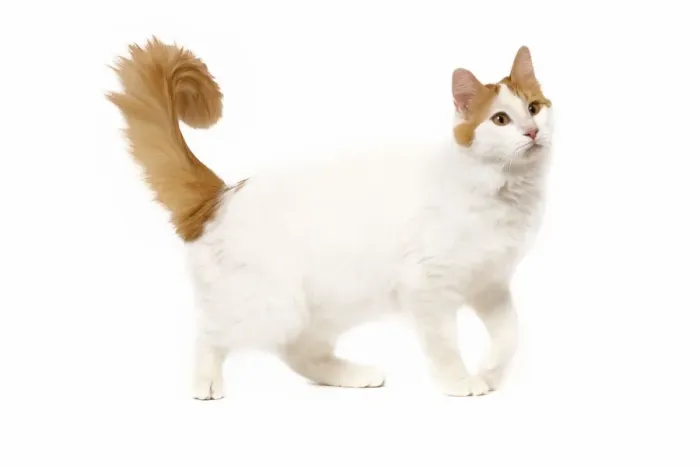 Framed Print : Cat - Turkish Van in studio Framed Print : Cat - Turkish Van in studio