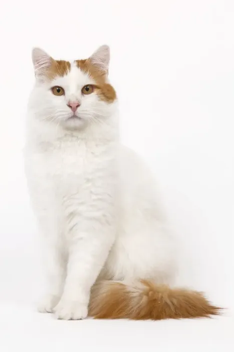 Framed Print : Cat - Turkish Van in studio Framed Print : Cat - Turkish Van in studio