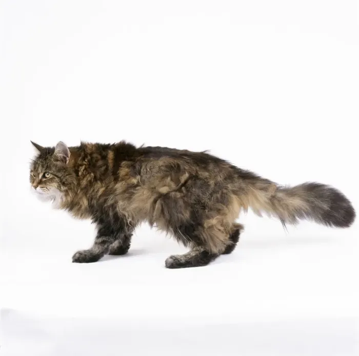 Framed Print : Cat - unhealthy Cat Framed Print : Cat - unhealthy Cat