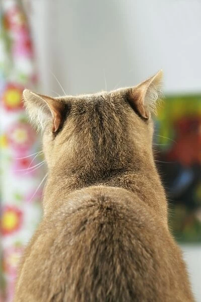 CAT. Back view of cat with ears rotated to pick up sound from behind