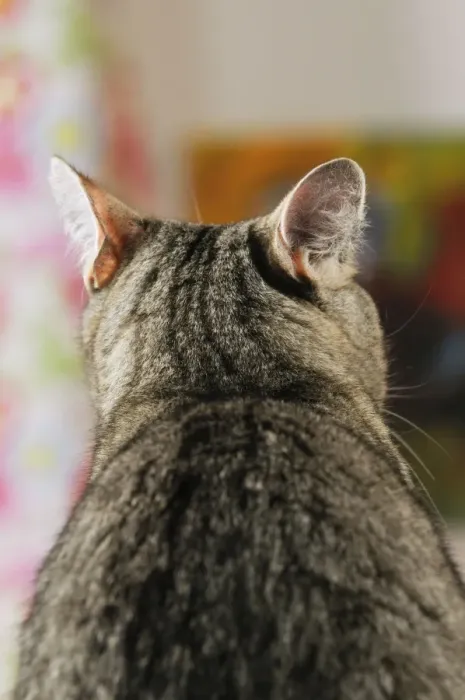 Framed Print : CAT. Back view of cat with ears rotated to pick up sound from behind Framed Print : CAT. Back view of cat with ears rotated to pick up sound from behind