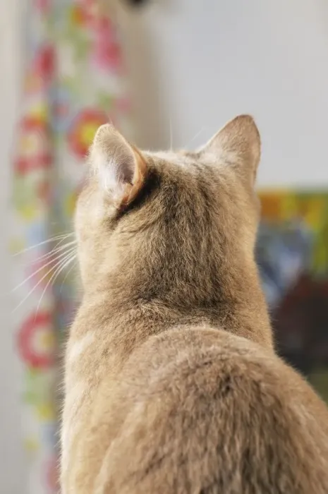Framed Print : CAT. Back view of cat with ears rotated to pick up sound from behind Framed Print : CAT. Back view of cat with ears rotated to pick up sound from behind