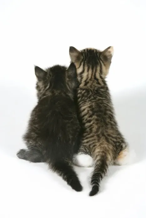 Framed Print : Cat - Back view of two kittens Framed Print : Cat - Back view of two kittens