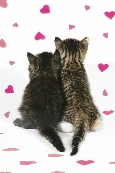 Cat - Back view of two kittens & pink hearts