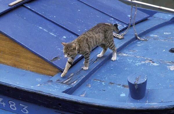 Cat - walking across boat - Venice - Italy
