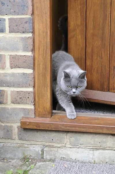 CAT. walking out of back door