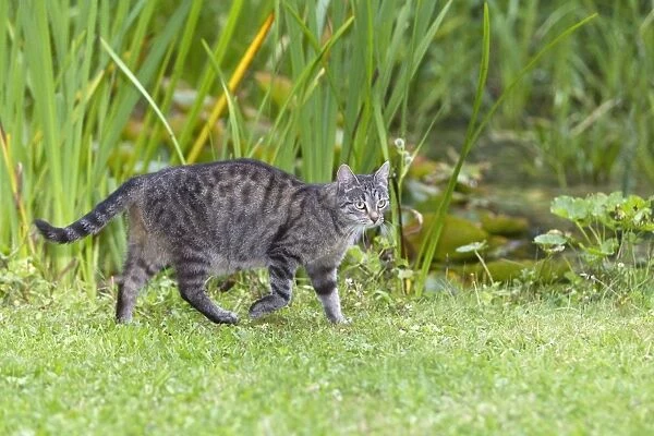 Cat - walking through garden - Lower Saxony - Germany