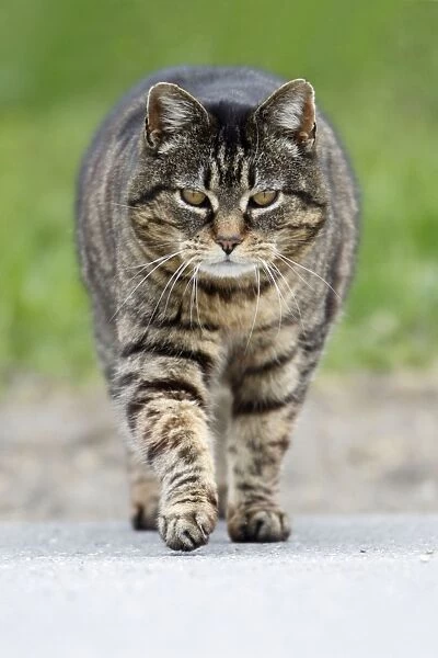 Cat - walking across road - Hessen - Germany