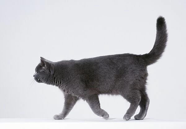 CAT - walking sequence