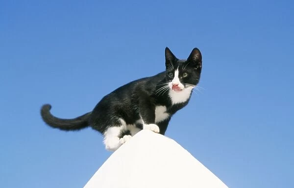 Cat WAT 6289 Black & White Greek Cat on white pinnacle. © M. Watson  /  ARDEA LONDON