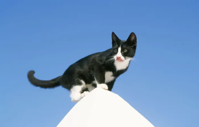 Framed Print : Cat WAT 6289 Black & White Greek Cat on white pinnacle. © M. Watson / ARDEA LONDON Framed Print : Cat WAT 6289 Black & White Greek Cat on white pinnacle. © M. Watson / ARDEA LONDON