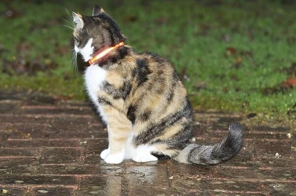 CAT. wearing a feflective collar