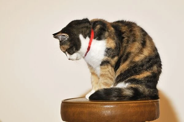 CAT. wearing a feflective collar