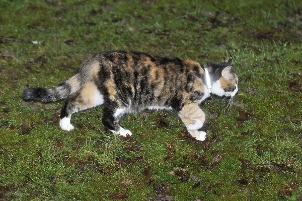 CAT. wearing a reflective collar