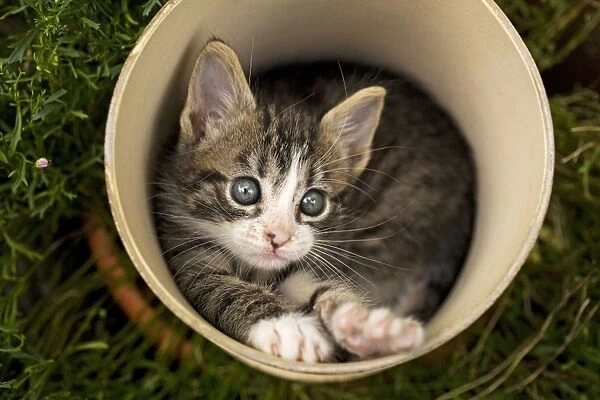 Cat - eight week old kitten in flowerpot