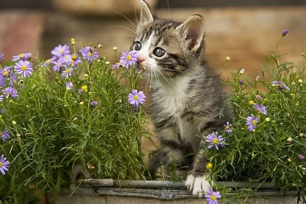 Cat - eight week old kitten smelling flower