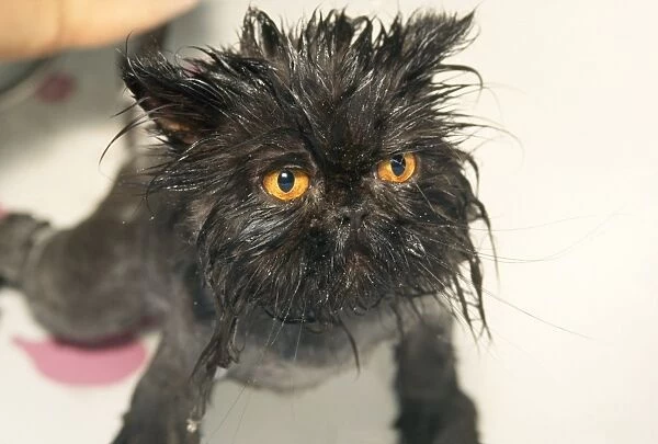 Cat - wet after bath