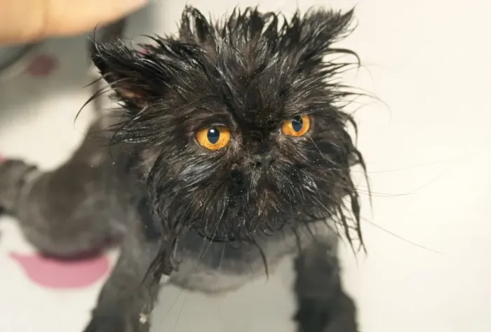 Framed Print : Cat - wet after bath Framed Print : Cat - wet after bath