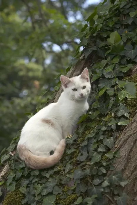 Framed Print : Cat - White cat in tree Framed Print : Cat - White cat in tree