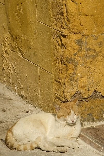 Cat - white & ginger sleeping in sunshine. Morocco