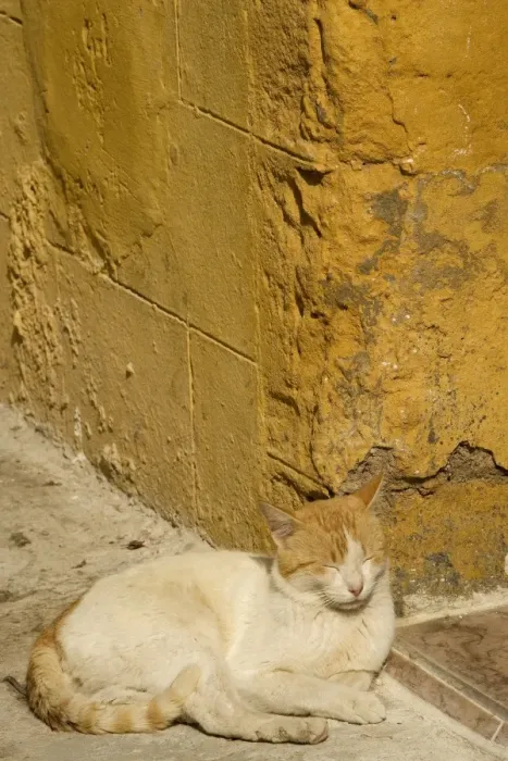 Framed Print : Cat - white & ginger sleeping in sunshine. Morocco