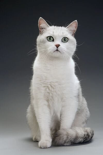 Cat - white & grey cat in studio