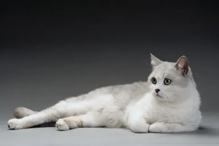 Framed Print : Cat - white & grey cat in studio