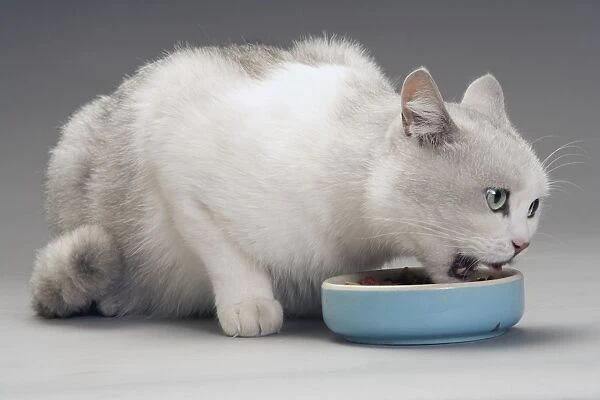 Cat - white & grey cat in studio eating from a bowl