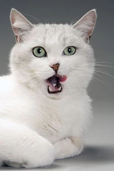 Cat - white & grey cat in studio licking lips